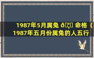 1987年5月属兔 🦅 命格（1987年五月份属兔的人五行 🐠 缺什么）